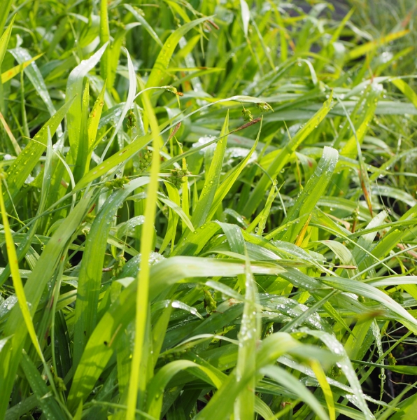 Blaugrüne Segge (Carex laxiculmis Bunny Blue)