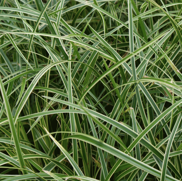 Teppich-Japan-Segge (Carex morrowii ssp. folioissima Icedance)