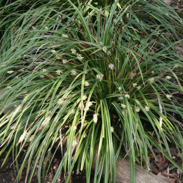 Zarte Japan-Segge (Carex morrowii var. temnolepis)