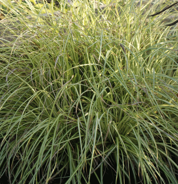 Segge Evergold (Carex oshimensis Evergold)