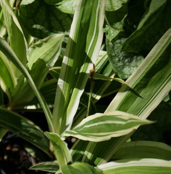 Bunte Breitblatt-Segge (Carex siderosticha Variegata)