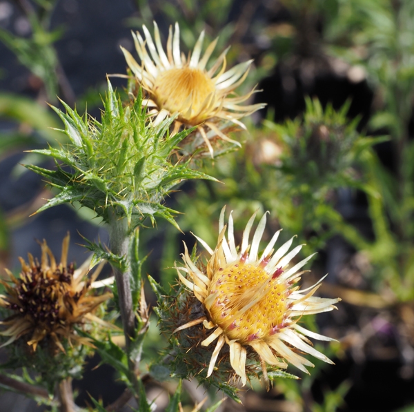 Gewöhnliche Golddistel (Carlina vulgaris)