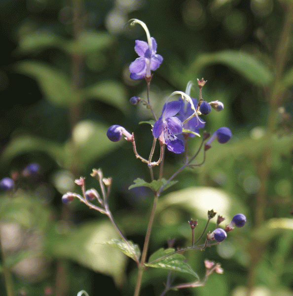 Stauden-Bartblume (Tripora divaricata; syn. Caryopteris divaricata)