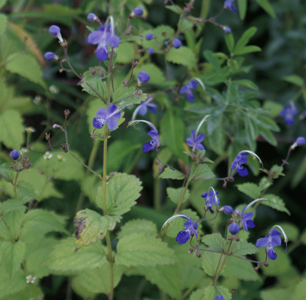 Stauden-Bartblume (Tripora divaricata; syn. Caryopteris divaricata)