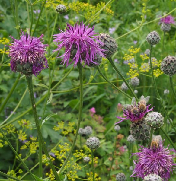 Skabiosen-Flockenblume (Centaurea scabiosa)