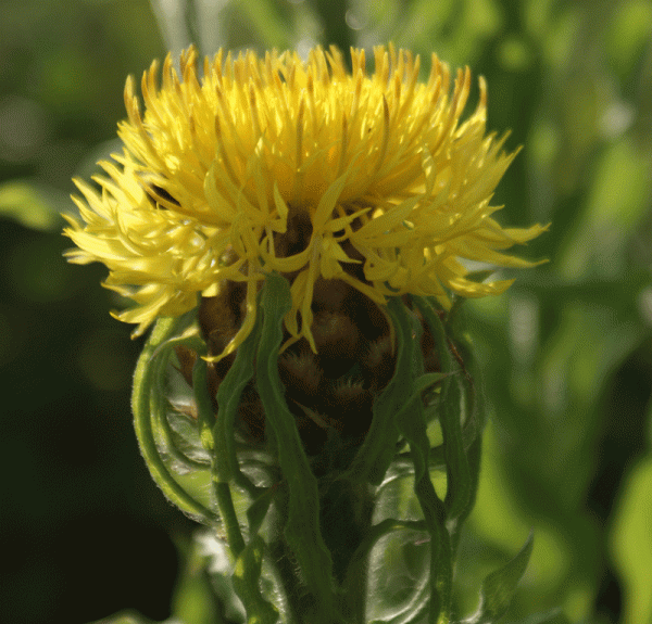 Riesen-Flockenblume (Centaurea macrocephala)