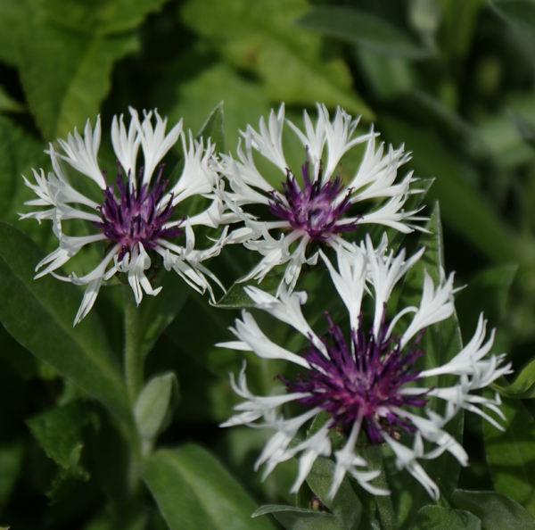 Centaurea montana Purple Heart