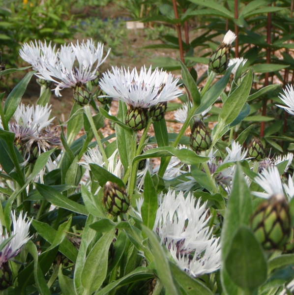 Weiße Berg-Flockenblume (Centaurea montana Alba)