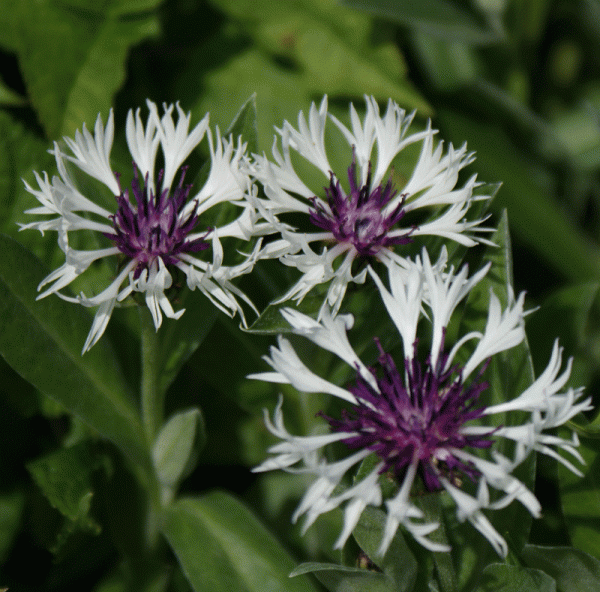 Berg-Flockenblume Amethyst in Snow (Centaurea montana Amethyst in Snow)