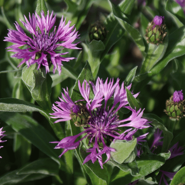 Berg-Flockenblume Joyce (Centaurea montana Joyce)