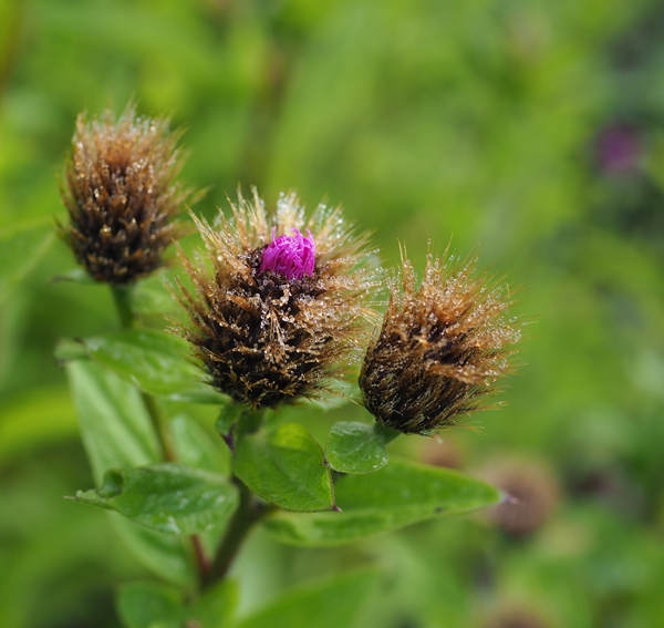 Perücken-Flockenblume (Centaurea pseudophrygia)