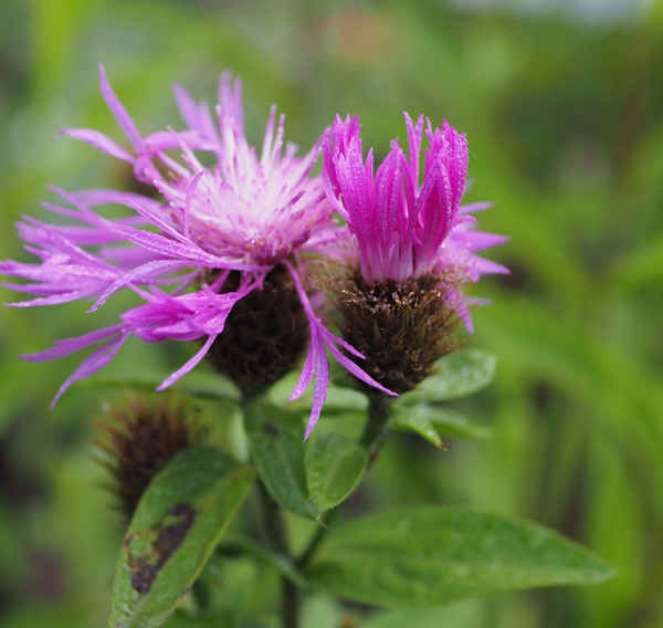 Perücken-Flockenblume (Centaurea pseudophrygia)