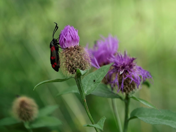 Perücken-Flockenblume (Centaurea pseudophrygia)