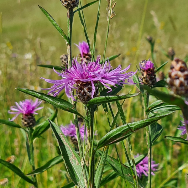 Wiesen-Flockenblume (Centaurea jacea)