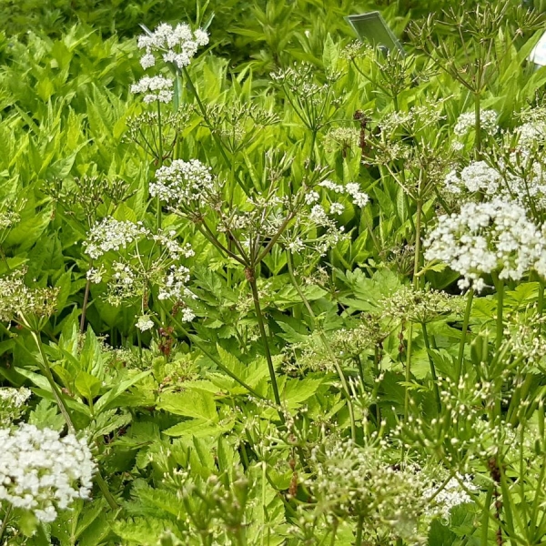 Gebirgs-Kälberkropf (Chaerophyllum hirsutum)