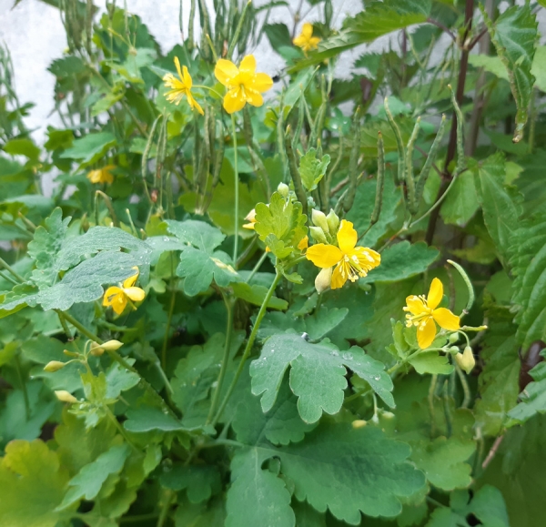 Schöllkraut (Chelidonium majus)