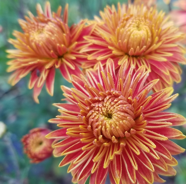 Herbst-Chrysantheme Gold Laced (Chrysanthemum indicum Gold Laced)