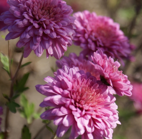 Herbst-Chrysantheme Schweizer Land (Chrysanthemum indicum Schweizer Land)