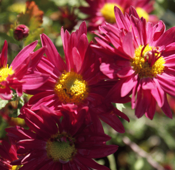 Herbst-Chrysantheme Oury (Chrysanthemum indicum Oury)