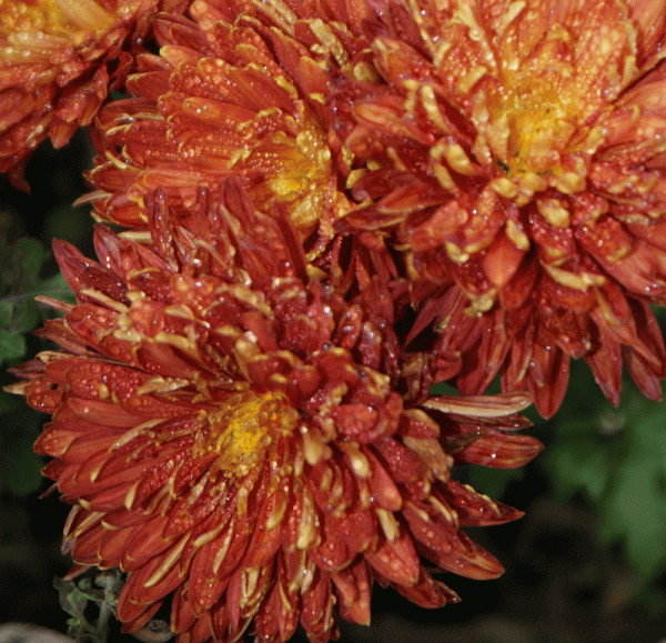 Herbst-Chrysantheme Brennpunkt (Chrysanthemum indicum Brennpunkt)