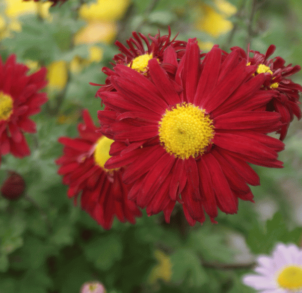 Herbst-Chrysantheme Fellbacher Wein (Chrysanthemum indicum Fellbacher Wein)