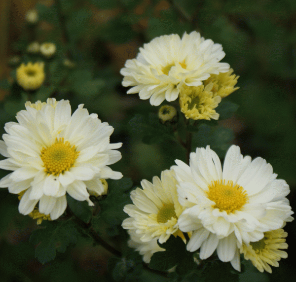 Herbst-Chrysantheme Poesie (Chrysanthemum indicum Poesie)