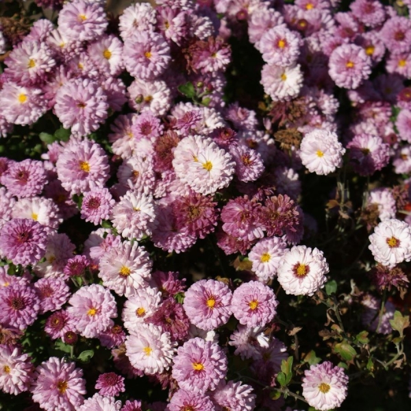 Herbst-Chrysantheme Rotes Julchen (Chrysanthemum indicum Rotes Julchen)