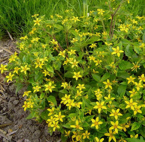 Goldkörbchen (Chrysogonum virginianum)