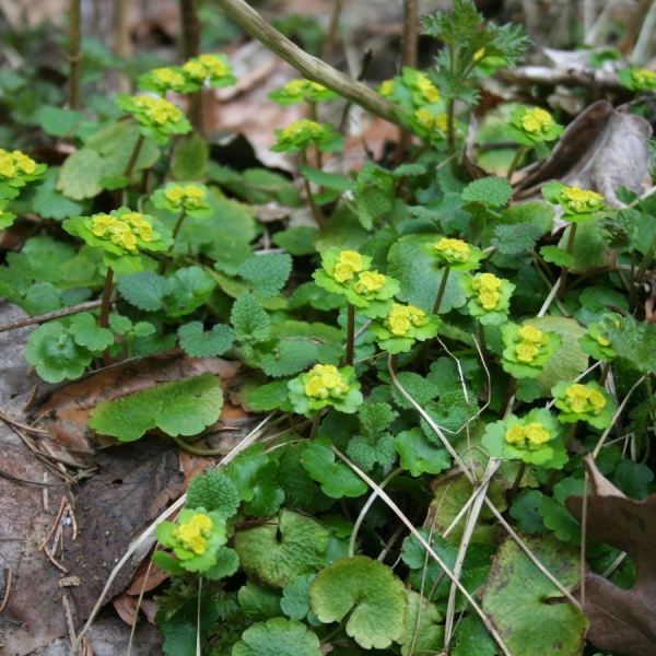 Wechselblättriges Milzkraut (Chrysosplenium alternifolium)