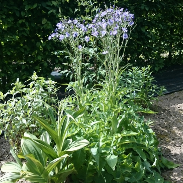Französischer Milch-Lattich (Cicerbita plumeri)