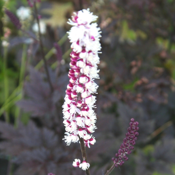 Dunkle Oktober-Silberkerze Pink Spike (Actaea simplex; syn. Cimicifuga simplex)