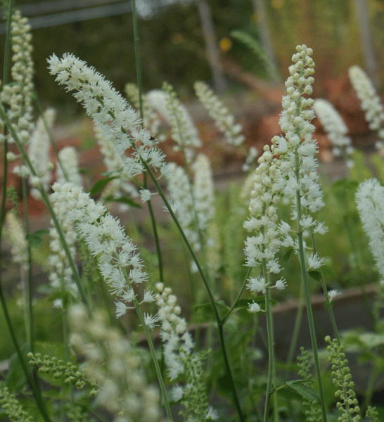 Oktober-Silberkerze White Pearl (Actaea simplex; syn. Cimicifuga simplex White Pearl)