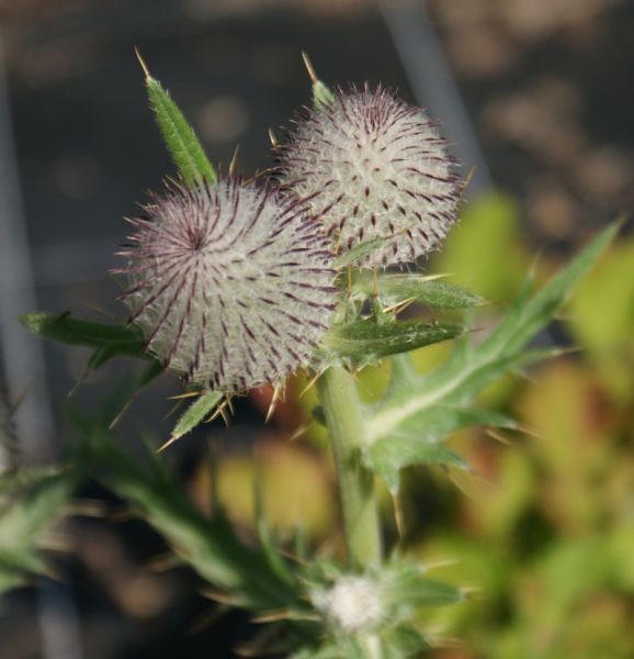 Wollköpfige Kratzdistel (Cirsium eriophorum)