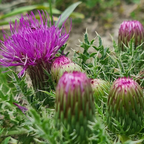 Stengellose Kratzdistel (Cirsium acaulon, acaulis)