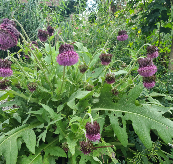 Japanische Kratzdistel (Cirsium purpuratum)