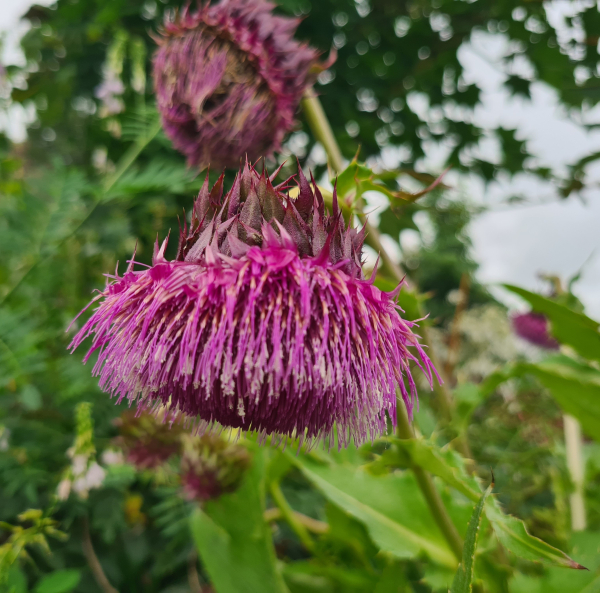 Japanische Kratzdistel (Cirsium purpuratum)