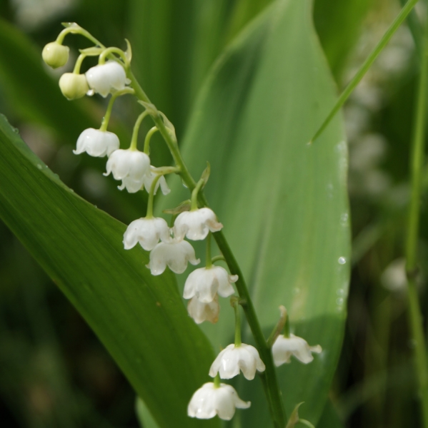 Maiglöckchen (Convallaria majalis)