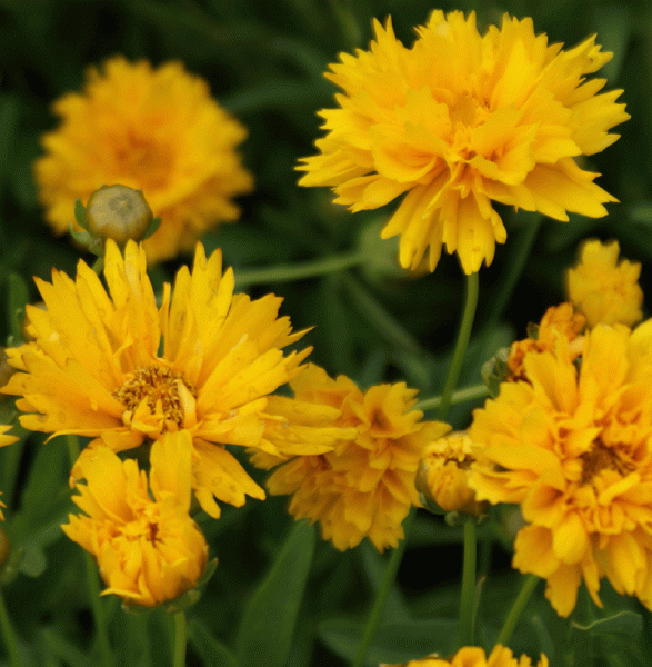 Gefülltes Mädchenauge Early Sunrise (Coreopsis grandiflora Early Sunrise)