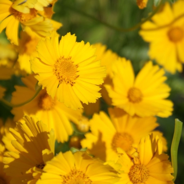 Mädchenauge Schnittgold (Coreopsis grandiflora Schnittgold)