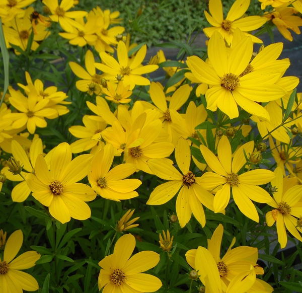 Mädchenauge Johannes (Coreopsis palmata x Johannes)