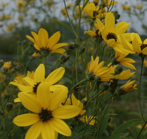 Hohes Mädchenauge (Coreopsis tripteris)