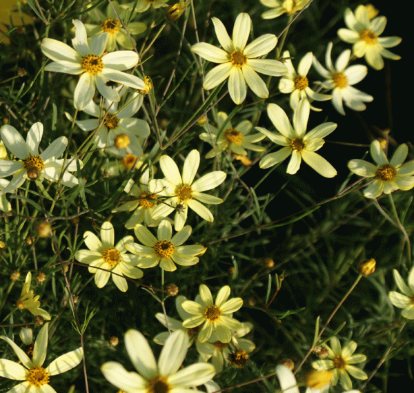 Quirlblättriges Mädchenauge Moonbeam (Coreopsis verticillata Moonbeam)