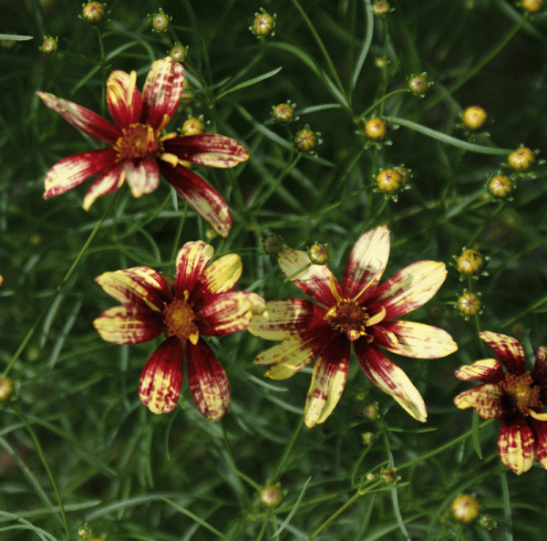 Quirlblättriges Mädchenauge Route 66 (Coreopsis verticillata Route 66)