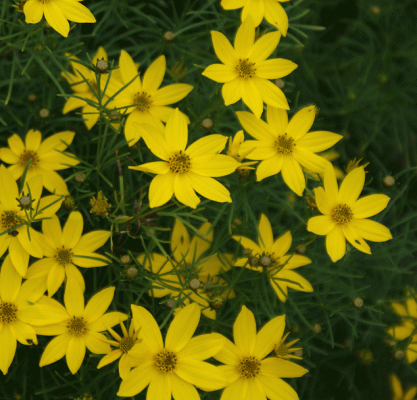 Quirlblättriges Mädchenauge Zagreb (Coreopsis verticillata Zagreb)