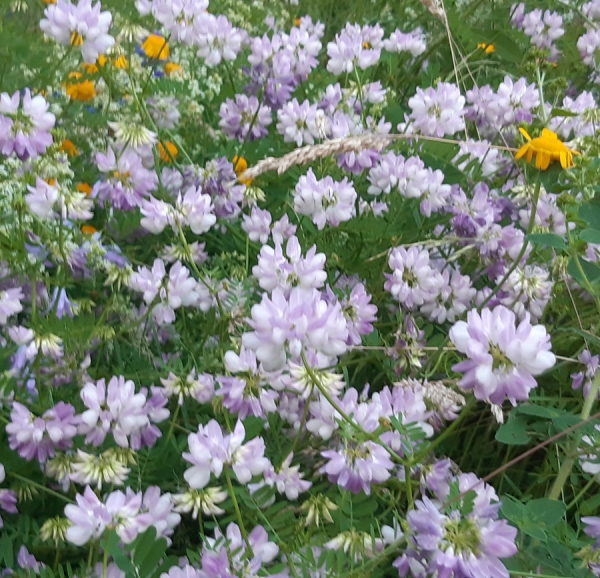 Bunte Kronwicke (Coronilla varia, Securigera varia)