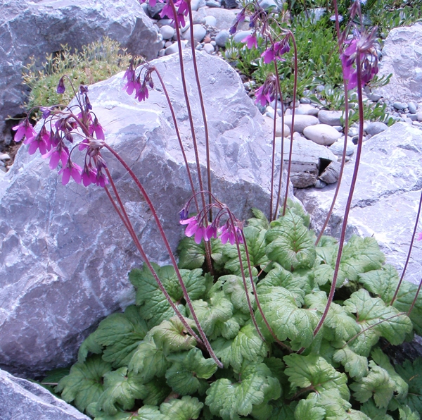 Alpenglöckel (Cortusa matthioli)