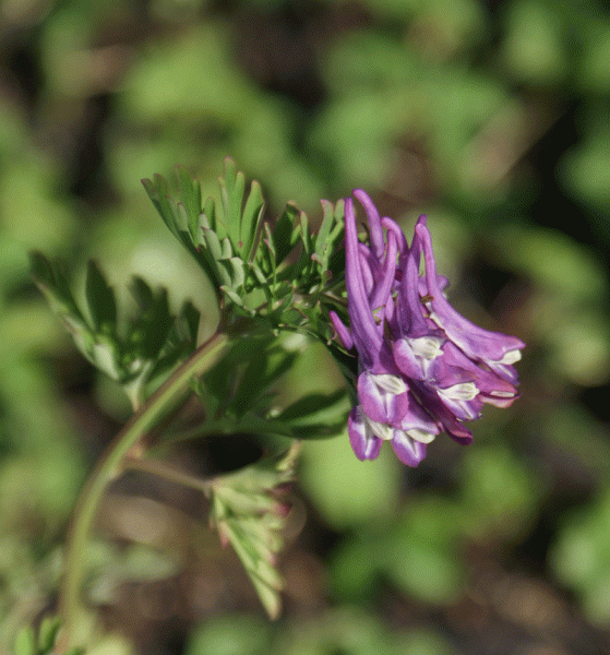 Lerchensporn Korn´s Purple (Corydalis Hybride Korn´s Purple)