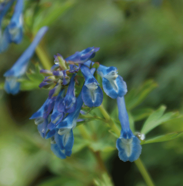 Lerchensporn Craigton Blue (Corydalis Hybride Craigton Blue)