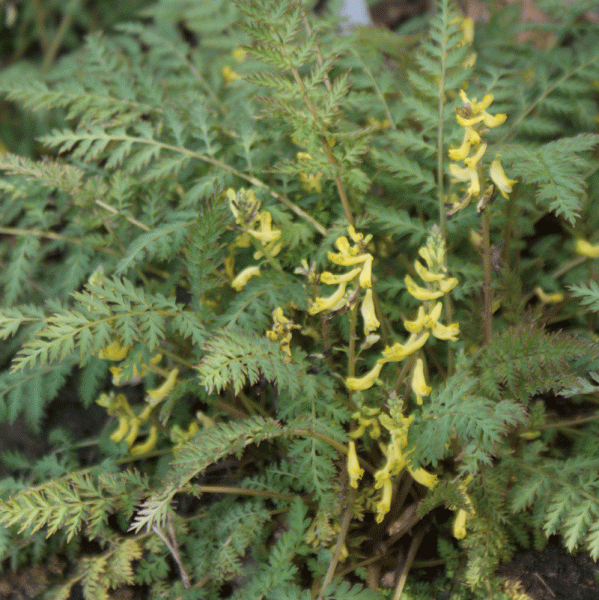 Farnblättriger Lerchensporn (Corydalis cheilanthifolia)