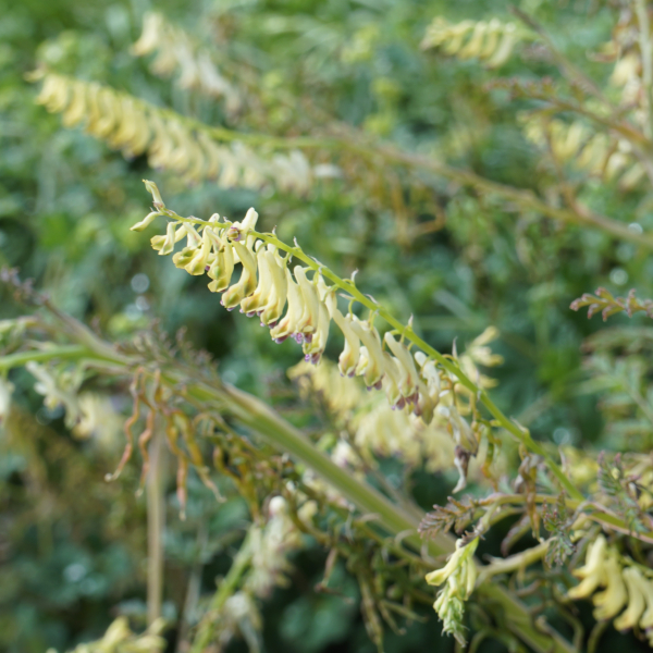 Farnblättriger Lerchensporn (Corydalis cheilanthifolia)